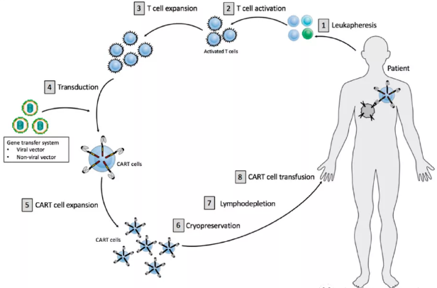 CAR-T生产工艺流程及优化考量（上）